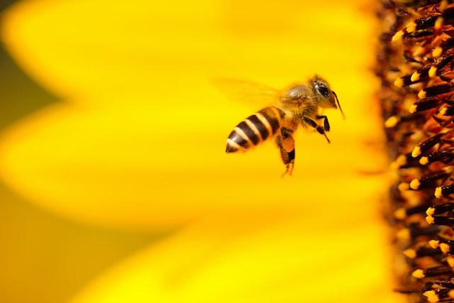 Abeille en vol qui s'apprête à butiner un tournesol