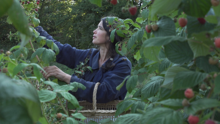 Camille en train de ramasser manuellement des framboises