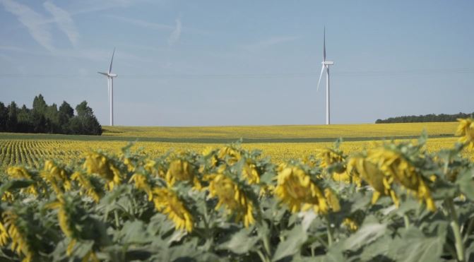 Champ de tournesols en fleur avec en arrière-plan deux éoliennes