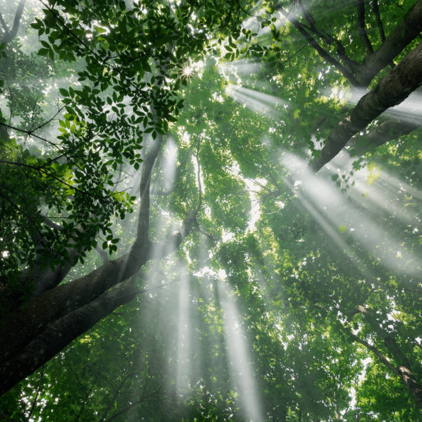 De la lumière qui passe au travers des arbres