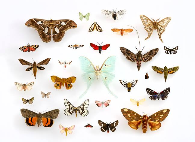 Papillons