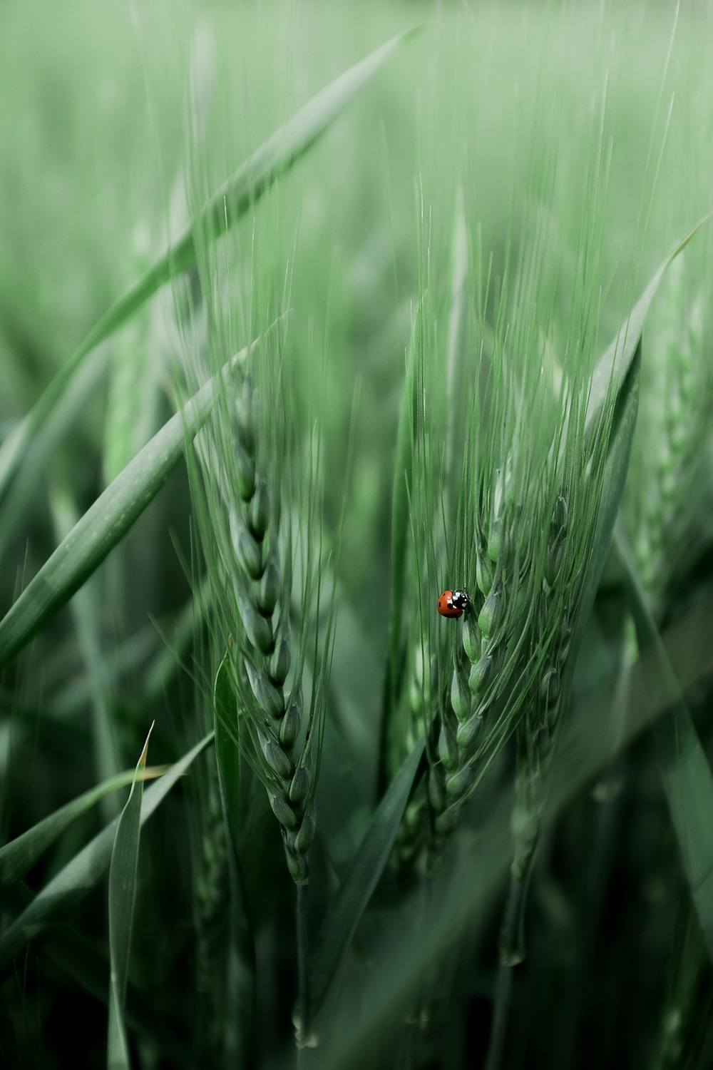 Gros plan d'une coccinelle dans un champ de blé