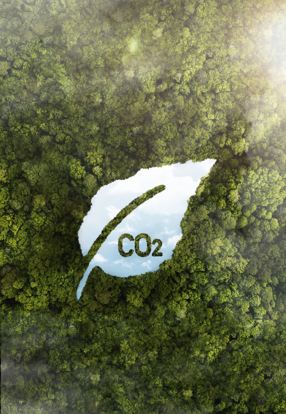 Image d'une forêt avec une feuille où est inscrit : CO2