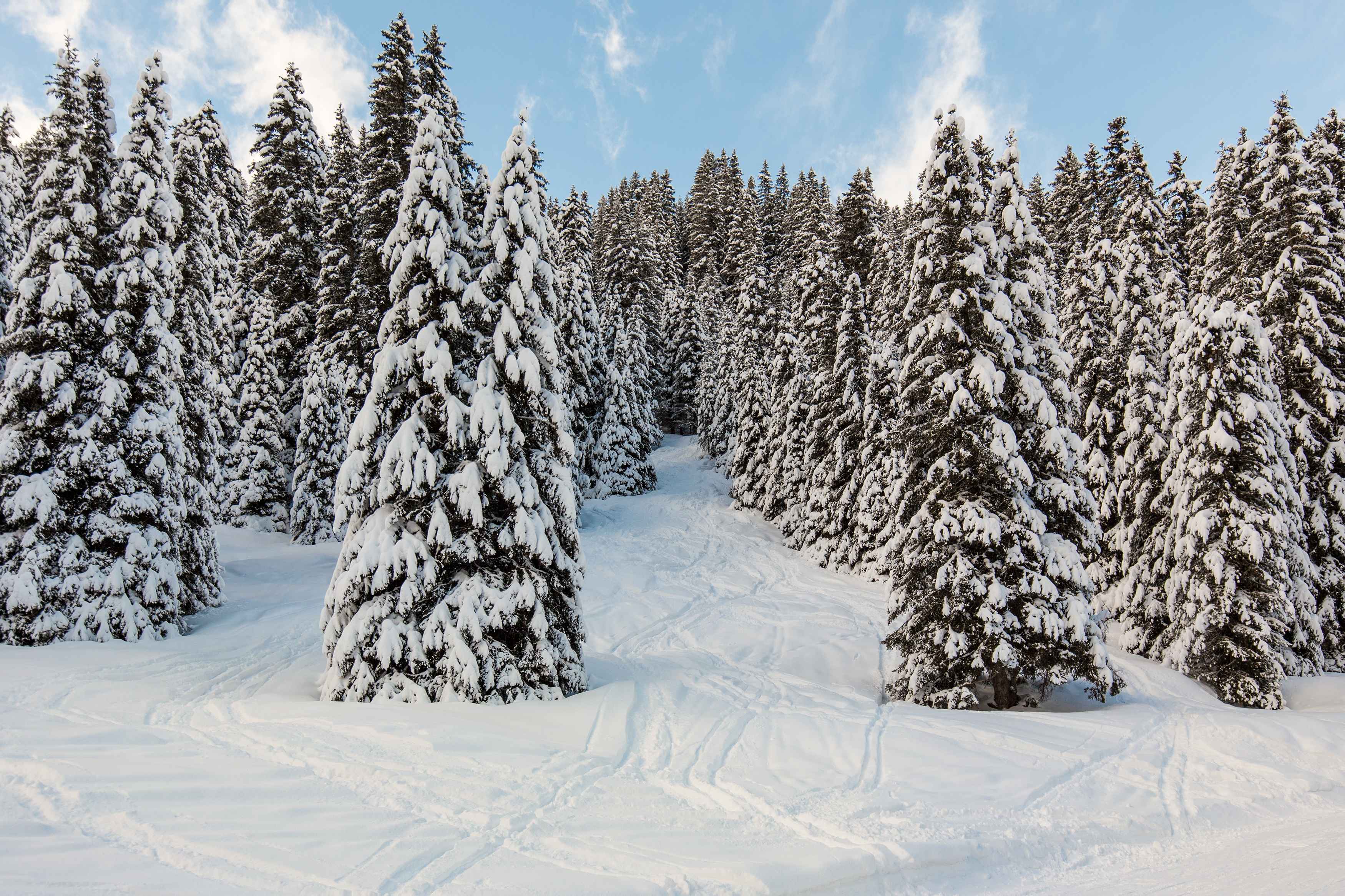 sapins neige